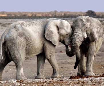 Two elephants nuzzling trunks in a dry savanna landscape, expressing affection and bonding