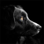 Close-up profile of a black dog with an intense, focused gaze against a dark background.