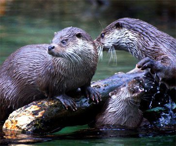 Group of playful otters interacting on a log in calm freshwater stream
