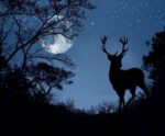 Silhouette of a deer stag under a starry night sky and full moon in a forest clearing