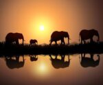 A group of elephants walking beside a calm river at sunset, their silhouettes and reflections glowing against the orange sky