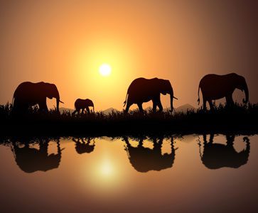 A group of elephants walking beside a calm river at sunset, their silhouettes and reflections glowing against the orange sky