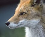 Close-up portrait of a red fox with alert amber eyes in a natural forest setting