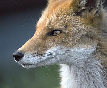 Close-up portrait of a red fox with alert amber eyes in a natural forest setting
