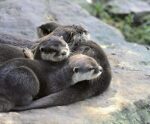 Three cute otters snuggling together on a rock in daylight