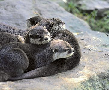 Three cute otters snuggling together on a rock in daylight