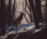 Stag standing proudly in a snow-covered forest with sunlight filtering through the trees