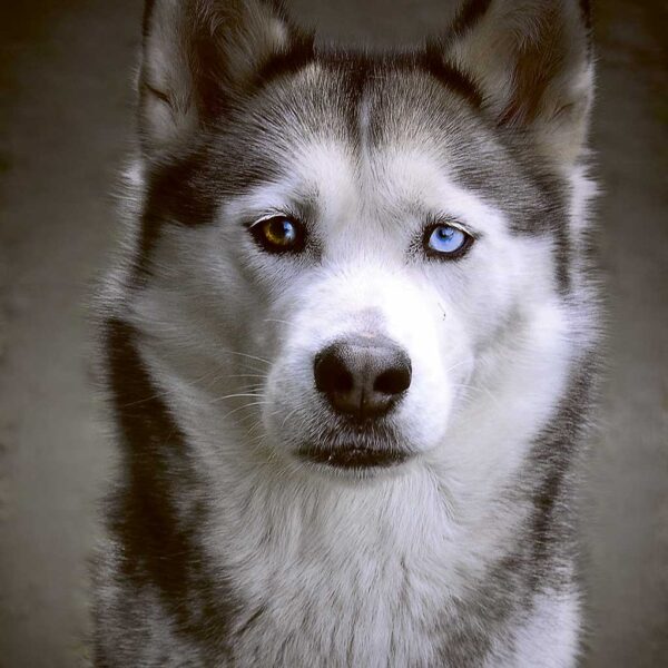 Close-up of a husky with piercing blue and amber eyes on a neutral grey background, resembling a wolf-like stare.