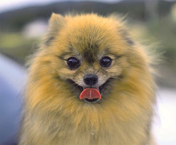 Fluffy Pomeranian dog with playful expression – LED Box Frame