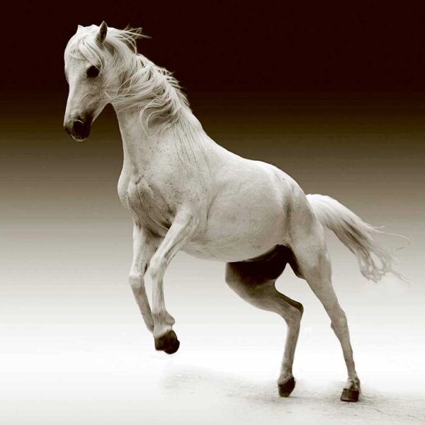 Horses LED Box Frames