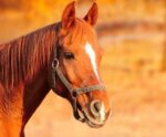 Close-up portrait of a beautiful brown horse with a soft, glossy mane, perfect for LED box frame art showcasing natural elegance.