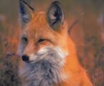 A close-up of a beautiful fox, showcasing its soft orange fur and calm expression, ideal for adding a touch of nature's charm to any LED Box Frame display.