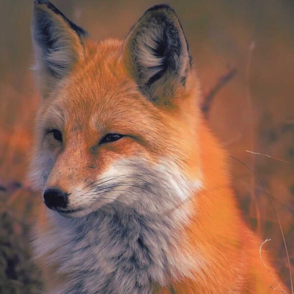 A close-up of a beautiful fox, showcasing its soft orange fur and calm expression, ideal for adding a touch of nature's charm to any LED Box Frame display.