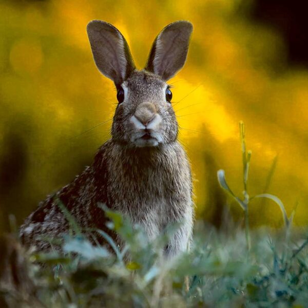 Close-up of a curious rabbit standing amidst green foliage, its ears alert and eyes wide open, creating a calm and serene vibe perfect for LED Box Frame displays.