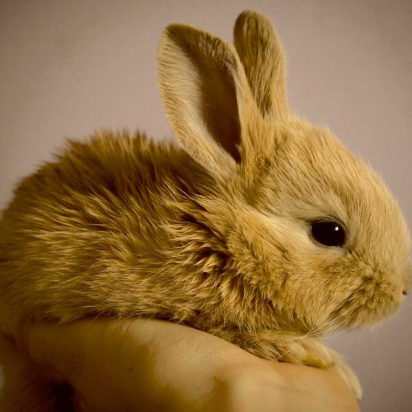 Close-up of a soft and fluffy baby rabbit being gently held, its tiny features and soft fur make for an adorable LED Box Frame image.