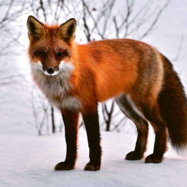 A beautiful fox standing in the snow, with its vibrant fur and graceful posture, perfect for a nature-inspired LED Box Frame.