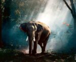 An elephant gracefully walking through a misty forest, with sunlight filtering through the trees, creating a serene and majestic atmosphere, perfect for display in an LED Box Frame.