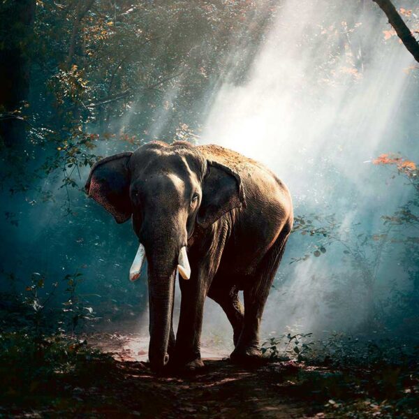 An elephant gracefully walking through a misty forest, with sunlight filtering through the trees, creating a serene and majestic atmosphere, perfect for display in an LED Box Frame.