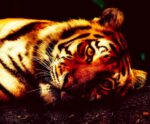 Close-up of a majestic tiger with striking orange and black stripes, relaxing on the ground, perfect for a bold and powerful LED Box Frame design.