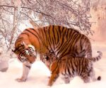 Mother tiger and her cub walking through the snow, their orange coats standing out against the winter backdrop, perfect for a cozy and majestic LED Box Frame display.