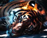 A majestic tiger lounging on the ground with its striking orange and black stripes, captured in a moment of relaxation, ideal for a captivating LED Box Frame display.