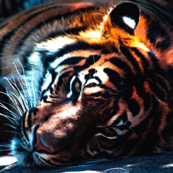 A majestic tiger lounging on the ground with its striking orange and black stripes, captured in a moment of relaxation, ideal for a captivating LED Box Frame display.