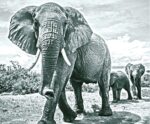 A grayscale image of a strong elephant walking toward the viewer, with a herd following behind in the distance