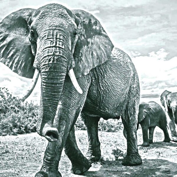 A grayscale image of a strong elephant walking toward the viewer, with a herd following behind in the distance