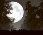 Full moon rising behind forest trees at night