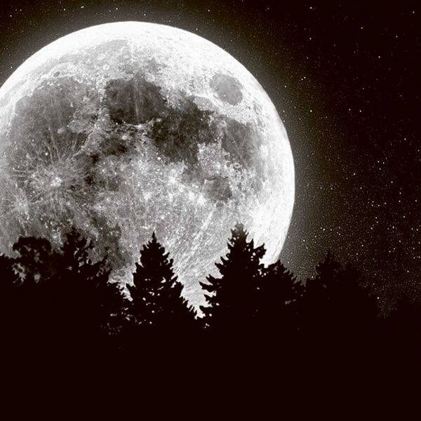 Full moon glowing behind silhouetted treetops against a star-speckled night sky