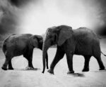 Black and white photograph of two elephants walking on a dusty plain under dramatic stormy skies