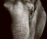 Close-up of an elephant’s face, highlighting its wrinkled skin, deep eye, and speckled texture in dramatic lighting