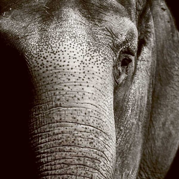 Close-up of an elephant’s face, highlighting its wrinkled skin, deep eye, and speckled texture in dramatic lighting