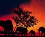 Silhouettes of elephants against a vibrant sunset, captured in stunning detail for LED Box Frame wall art.
