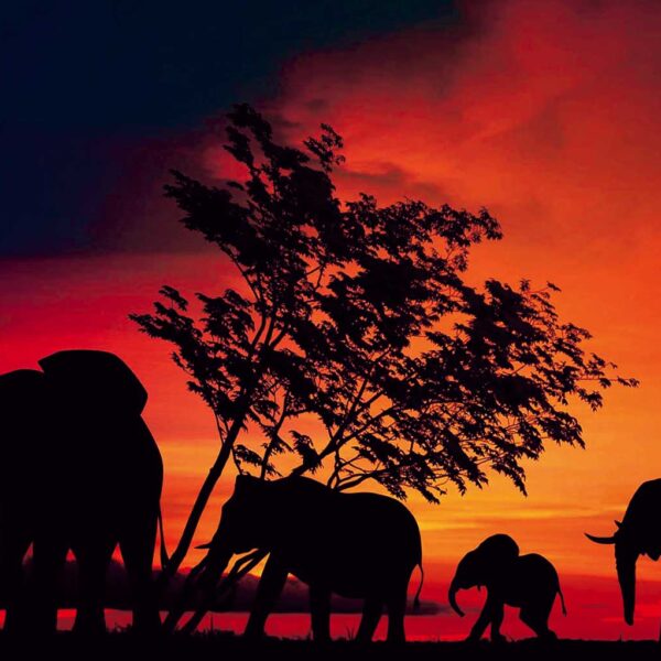 Silhouettes of elephants against a vibrant sunset, captured in stunning detail for LED Box Frame wall art.