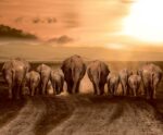 A herd of elephants walking away into the sunset on a dusty trail, backs silhouetted against golden light and mountains