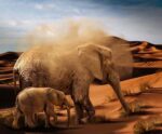 A mother elephant and her calf walking through sand dunes, with dust swirling around their bodies under a bright blue sky