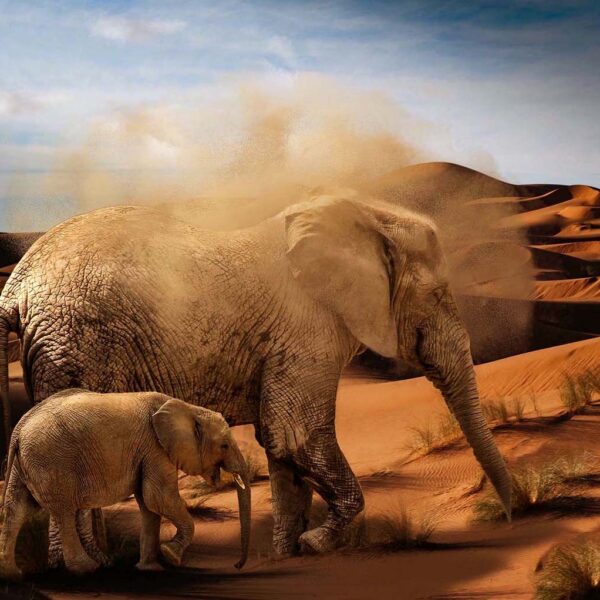 A mother elephant and her calf walking through sand dunes, with dust swirling around their bodies under a bright blue sky