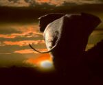 Silhouette of an elephant walking away into a vibrant sunset with glowing orange clouds