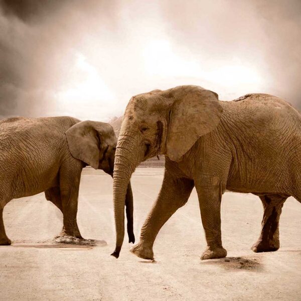 Two elephants walking side by side across a dusty desert with a cloudy sky in the background