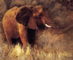 A majestic African elephant standing in tall dry grass with a textured earthen backdrop