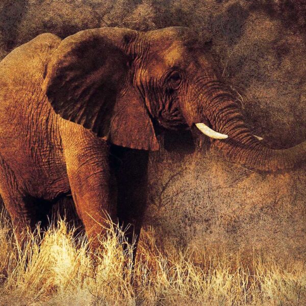 A majestic African elephant standing in tall dry grass with a textured earthen backdrop