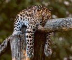 A relaxed leopard hanging off a tree branch, showcasing its distinctive coat with spots, perfect for bringing nature’s tranquility into your space with an LED Box Frame.