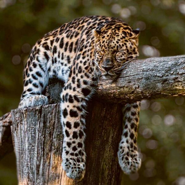 A relaxed leopard hanging off a tree branch, showcasing its distinctive coat with spots, perfect for bringing nature’s tranquility into your space with an LED Box Frame.