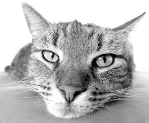 Close-up black and white photo of a cat's face with sharp eyes, beautifully captured in an LED Box Frame.