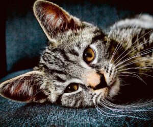 Close-up of a cute, relaxed tabby cat with big eyes, perfect for LED Box Frame decor.