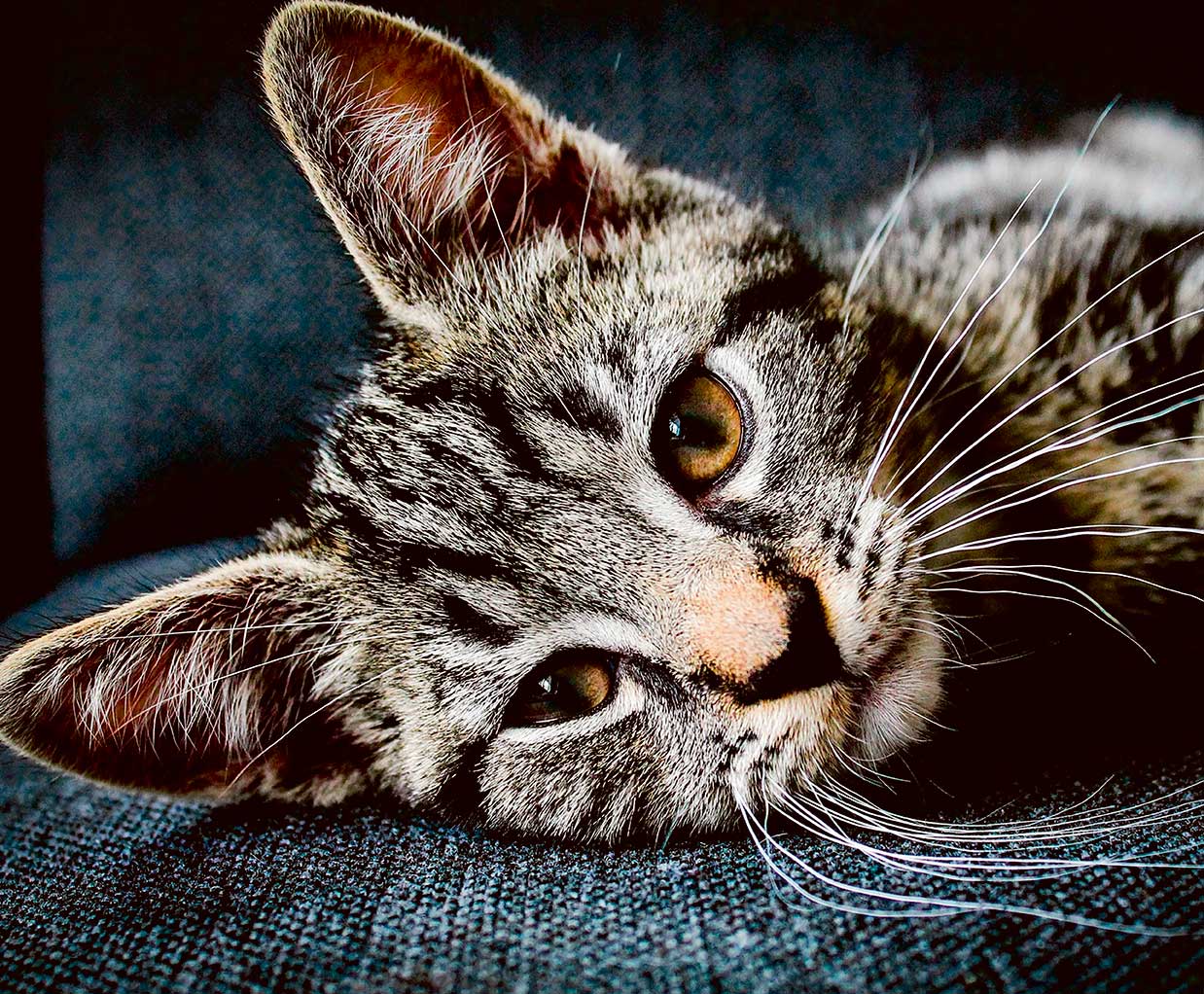 Tabby cat resting on sofa – cozy pet-inspired LED lightbox design