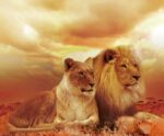 Lion and lioness lying together on golden savannah at sunset, both gazing into distance