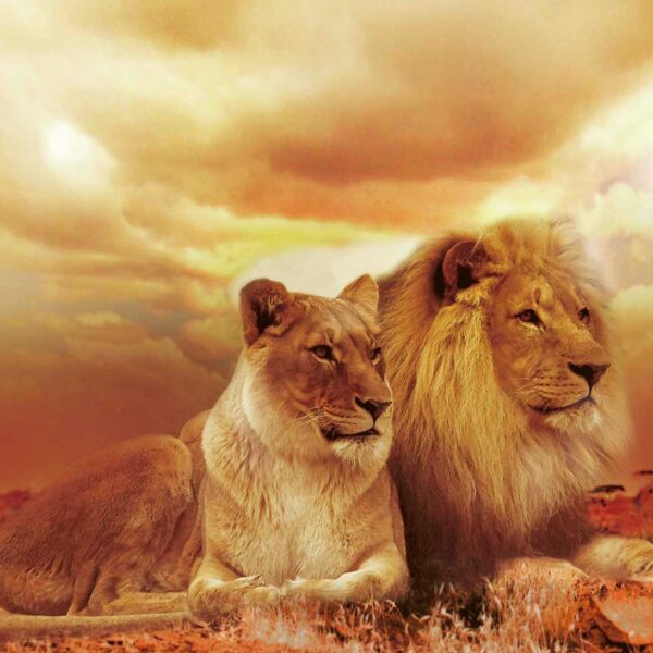 Lion and lioness lying together on golden savannah at sunset, both gazing into distance