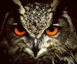 Close-up of a tawny owl with intense orange eyes, illuminated with LED Box Frame lighting.